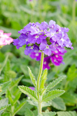 Verbena (verbenas or vervains ) blooming in garden