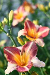 The hemerocallis plentifully blossoms flowers with large buds and motley petals.