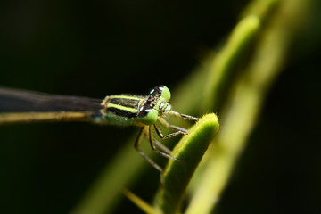 insect and small life 