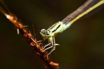 insect and small life 