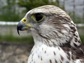 Young falcon endangered species.