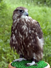 Tamed young falcon. Environment. Wild nature.