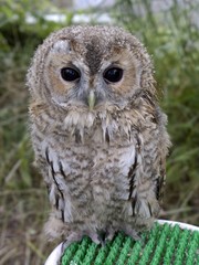 gray owl in captivity