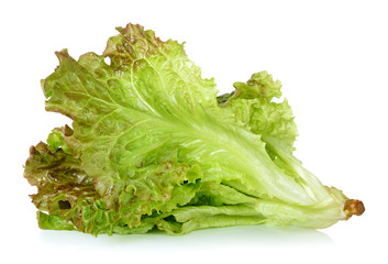 Lettuce isolated on the white background