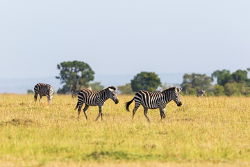 Fototapeta na wymiar Zebras which migrate the savannah