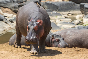 Hippos on the sandy river bank