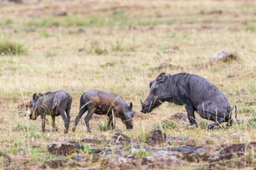 Warthog with young ones on the savanna