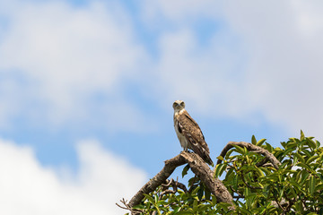 Short toed snake eagle sitting on a tree branch