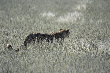 ghepardo - cheetah (Acinonyx jubatus) del deserto del Kalahari
