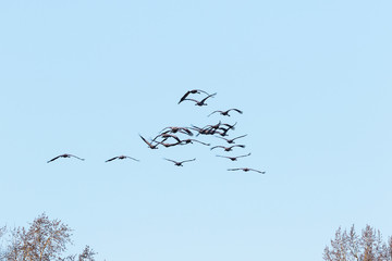 Flock of cranes on the sky