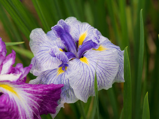 ハナショウブ・染谷花菖蒲園
