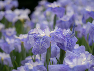 ハナショウブ・染谷花菖蒲園