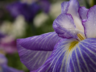 ハナショウブ・染谷花菖蒲園