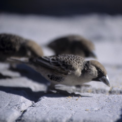 Passero repubblicano - The sociable weaver (Philetairus socius) dell'Etosha National Park
