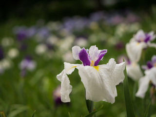 ハナショウブ・染谷花菖蒲園