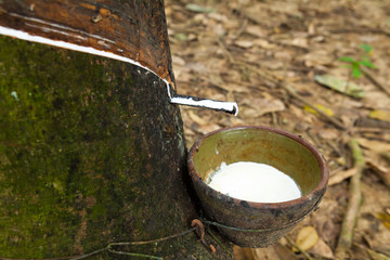 Rubber tree