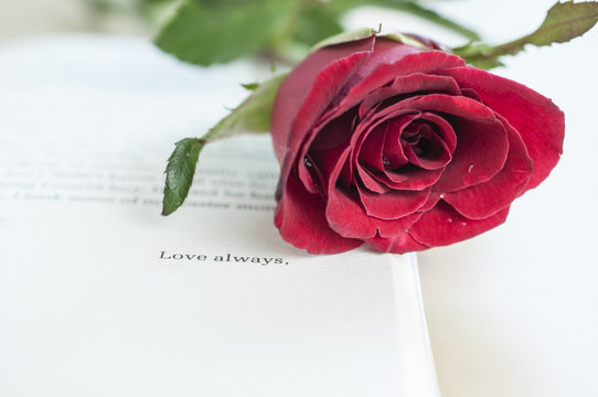 Beautiful Rose on Love stories novel