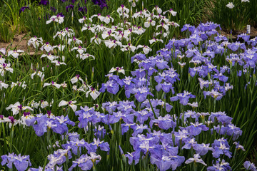 ハナショウブ・染谷花菖蒲園