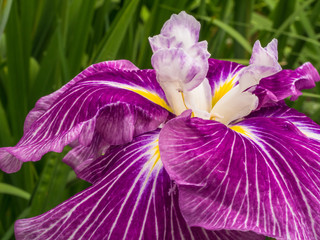 ハナショウブ・染谷花菖蒲園