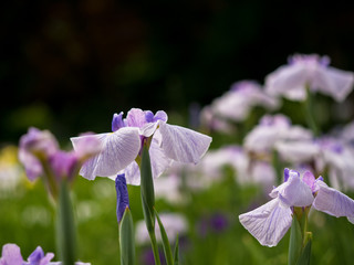 ハナショウブ・染谷花菖蒲園