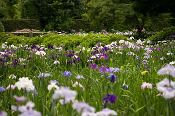 ハナショウブ・染谷花菖蒲園