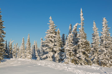 Beautiful winter landscape.