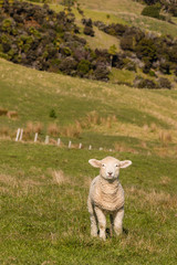 curious lamb standing in paddock