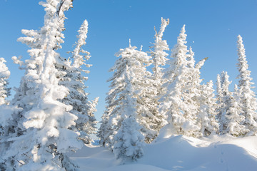 Beautiful winter landscape.