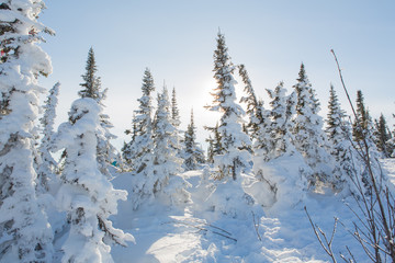 Beautiful winter landscape.