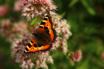Schmetterling Edelfalter auf der Blume