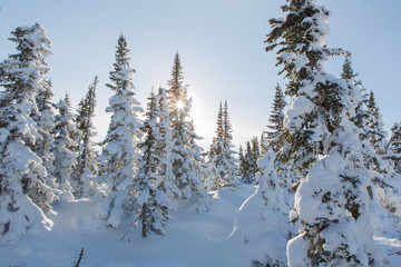 Beautiful winter landscape.