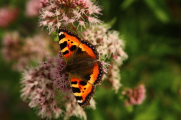 Schmetterling Edelfalter auf der Blume