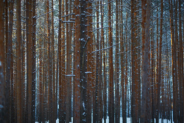 winter forest with snow