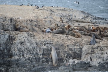 South American sea lion,