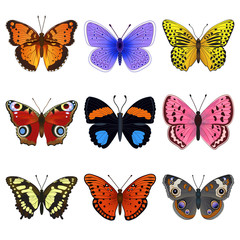 Plakat colorful butterfly