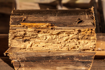Holzschaden durch Schädlingsbefall