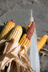 yellow corn background. meize cobs for feeding.