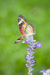 Beautiful butterfly on a flower in a flower garden.