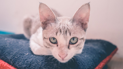 Cat squat on pillow.