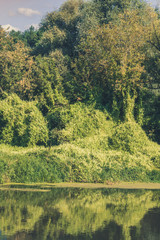 Fototapeta premium Green Forest and River Retro