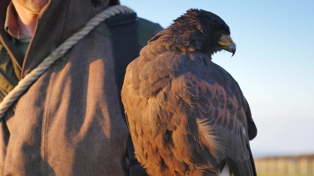 buse attrapant un li&egrave;vre