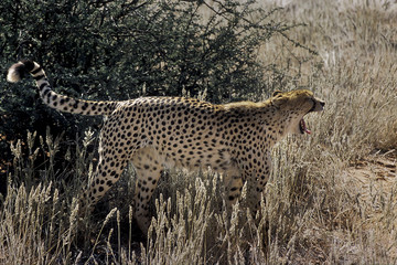 ghepardo - cheetah (Acinonyx jubatus) del deserto del Kalahari
