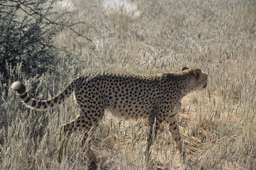 ghepardo - cheetah (Acinonyx jubatus) del deserto del Kalahari
