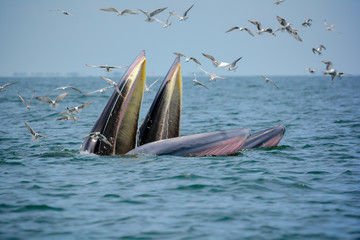Obraz premium Whale mother and son are hunting anchovy in Bangtaboon bay, Thailand. While seagulls flying around for robbing them to eat fish Kratak. Tourists come to enjoy for watching whales