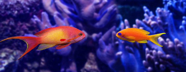coral fish - Pseudanthias squamipinnis