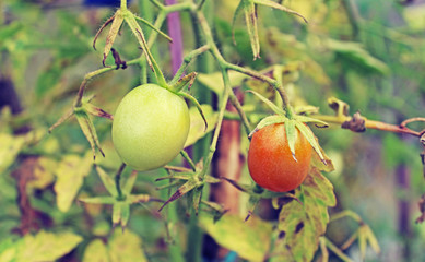 Underripe red tomato in the greenhouse in the summer