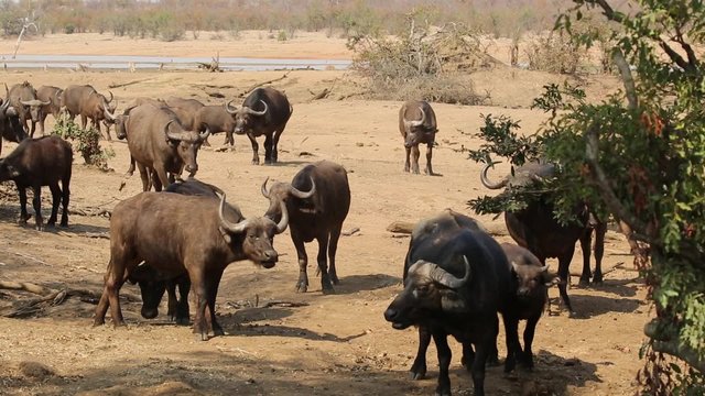 Herd of African buffaloes (Syncerus caffer) in natural habitat, Kruger National Park, South Africa