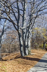 Antumnal forest with fallen leaves in the Plana mountain, Bulgaria 