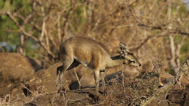 A small klipspringer antelope (Oreotragus oreotragus) feeding, Kruger National Park, South Africa
