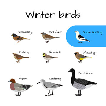 Set of Vector colorful winter bird icons.